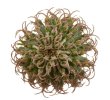 EUPHORBIA columnaris