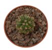 COPIAPOA  x C. cinerea var. tenebrosa GCG 15043, selection