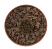 COPIAPOA columna - alba GCG 15015,  L35 entronque 2., intermediate to C. cinerea