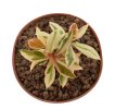 EUPHORBIA millii f. variegate
