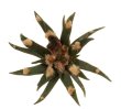 ARIOCARPUS agavoides PP 208, Tula ex Pavlík