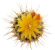 UEBELMANNIA meninensis RNK 47/2023, Serra Negra, 8 months SEEDLINGS now