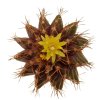 UEBELMANNIA buiningii RNK 53, 8 months SEEDLINGS now