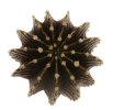GYMNOCALYCIUM friedrichii var. angustostriatum LB 2178, 2 pieces