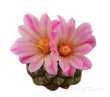 STROMBOCACTUS x F2 esperanzae, 1 - 1,1 cm, 2 x SEEDLINGS