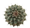 STROMBOCACTUS corregidorae VM 974, 1,1  -  1,2 cm, 2 x SEEDLINGS 
