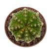 AZTEKIUM ritteri f. intercostatum GCG 10888, Puente Ciprian, 1 cm, 2 x SEEDLINGS !