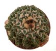 ARIOCARPUS kotschoubeyanus var. elephantides, 2 x SEEDLINGS !