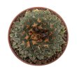 ARIOCARPUS kotschoubeyanus var. albiflorus, 2 x SEEDLINGS !
