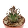 TURBINICARPUS schmiedickeanus, 2 x SEEDLINGS !