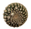 THELOCEPHALA napina var. llanensis, 2 x SEEDLINGS !