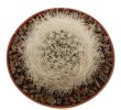 NEOPORTERIA gerocephala f. white spines ex Lausser, 2 x SEEDLINGS
