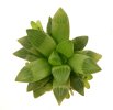HAWORTHIA cv. Yuko Nishiki