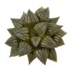 HAWORTHIA magnifica var. dekenahii cv. Kuroshima