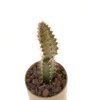 SELENICEREUS spec., two pieces