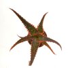 ALOE cv. Marco (Fang)