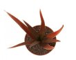 ALOE cv. Midnight