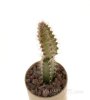 SELENICEREUS spec., ten pieces