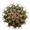 DISCOCACTUS placentiformis aff. var. pulvinicapitatus f. nova, RNK 107, one pot, 5 pcs