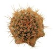 JASMINOCEREUS thouarsii var. sclerocarpus clone 1, one pot, one plant