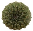 EUPHORBIA gymnocalycioides, own roots, rooted offset, one plant