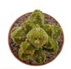 PSEUDOLITHOS caput-viperae, pot 7 cm, one plant, grafted offset