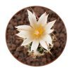 TURBINICARPUS heliae GCG 10915, S of Actopan, Hgo., 1 plant, 5 cm pot