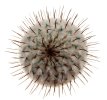 MAMMILLARIA perezdelarosae ssp. andersoniana f. long spines GCG 12621, one 5-headed plant, one pot 