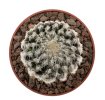 DISCOCACTUS horstii, 2,5 cm SEEDLING ! one 5 cm pot