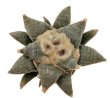 ARIOCARPUS retusus SB 68, Coronel, SLP., 1 plant + seeds, 7,5 cm
