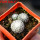 UEBELMANNIA meninensis f. rubra RNK 22, 5 cm pot, 3 x SEEDLINGS