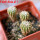 GEOHINTONIA mexicana, 5 cm pot, 3 pcs. SEEDLINGS