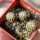 GEOHINTONIA mexicana, 5 cm pot, 3 pcs. SEEDLINGS
