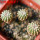 GEOHINTONIA mexicana, 5 cm pot, 3 pcs. SEEDLINGS