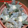 ARIOCARPUS retusus SB 68, Coronel, SLP., 3 pcs, SEEDLINGS