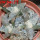 ARIOCARPUS retusus SB 68, Coronel, SLP., 3 pcs, SEEDLINGS
