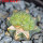 LOPHOPHORA alberto-vojtechii f. cristate, pot 9 cm, grafted