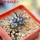 COPIAPOA griseoviolacea GCG 15034, mountain form, selection, 5 cm pot, SEEDLING