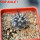 COPIAPOA griseoviolacea GCG 15034, mountain form, selection, 5 cm pot, SEEDLING