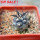COPIAPOA griseoviolacea GCG 15034, mountain form, selection, 5 cm pot, SEEDLING