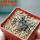 COPIAPOA griseoviolacea GCG 15034, mountain form, selection, 5 cm pot, SEEDLING