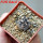 COPIAPOA griseoviolacea GCG 15034, mountain form, selection, 5 cm pot, SEEDLING
