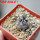 COPIAPOA griseoviolacea GCG 15034, mountain form, selection, 5 cm pot, SEEDLING