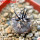 COPIAPOA griseoviolacea GCG 15034, mountain form, selection, 5 cm pot, SEEDLING