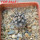 COPIAPOA griseoviolacea GCG 15034, mountain form, selection, 5 cm pot, SEEDLING