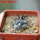 COPIAPOA griseoviolacea GCG 15034, mountain form, selection, 5 cm pot, SEEDLING