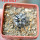 COPIAPOA griseoviolacea GCG 15034, mountain form, selection, 5 cm pot, SEEDLING