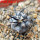COPIAPOA griseoviolacea GCG 15034, mountain form, selection, 5 cm pot, SEEDLING