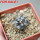 COPIAPOA griseoviolacea GCG 15034, mountain form, selection, 5 cm pot, SEEDLING