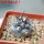 COPIAPOA griseoviolacea GCG 15034, mountain form, selection, 5 cm pot, SEEDLING
